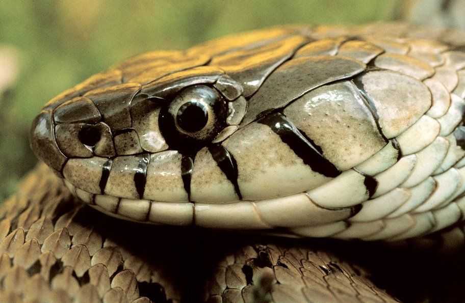 Змейка — бумажная поделка и интересные опыты