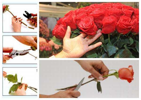Как сохранить срезанные розы в домашних условиях