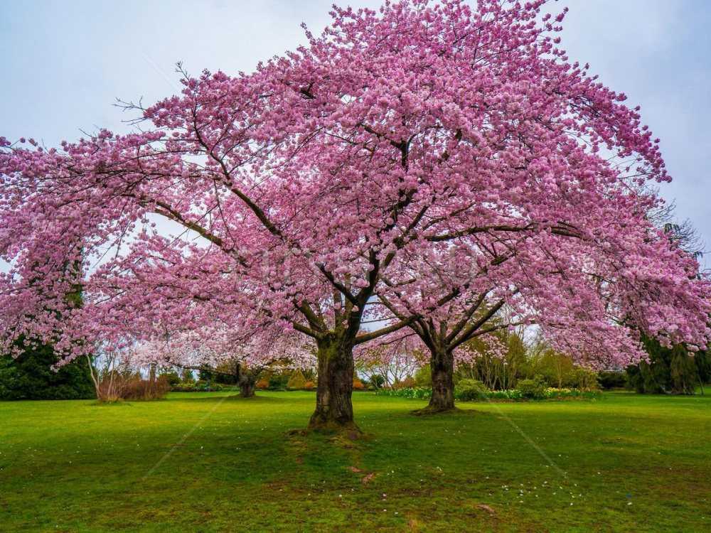 Японское дерево сакура | интересные факты о сакуре