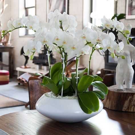 Орхидея из фоамирана: мастер-класс с пошаговым фото
