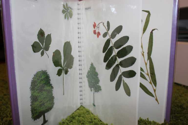 Как сделать гербарий из листьев деревьев и цветов, быстро высушить растения для аппликации