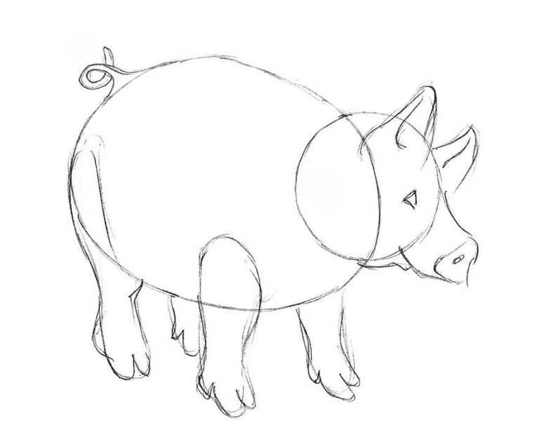 Как рисовать животных: свиньи, дикие кабаны, бородавочники