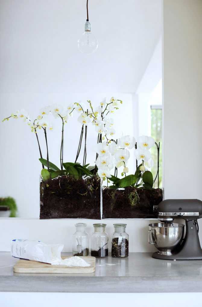 Каттлея из фоамирана. орхидея своими руками из фоамирана. сборка цветка белой орхидеи